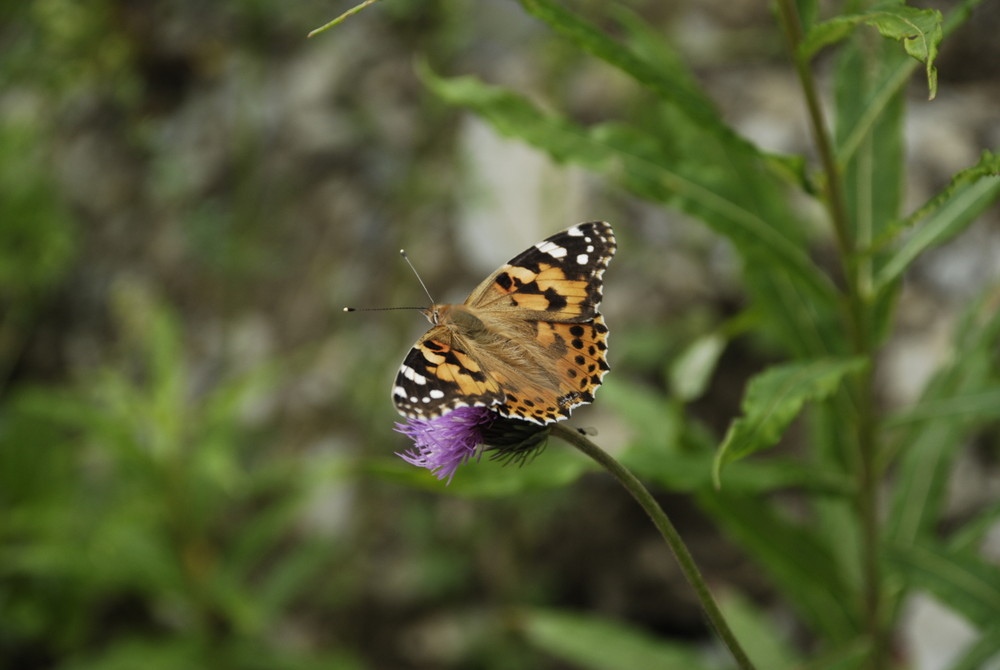 Der Schmetterling und die Mücke