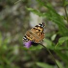 Der Schmetterling und die Mücke