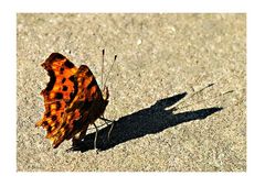 Der Schmetterling und sein Schatten