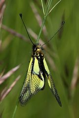 Der Schmetterlingshaft - ein Weibchen (Libelloides coccajus)