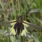 Der Schmetterlingshaft (Libelloides coccajus) ...