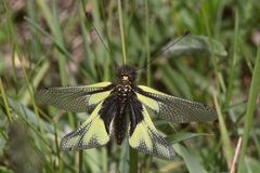 Der Schmetterlingshaft (Libelloides coccajus) ...