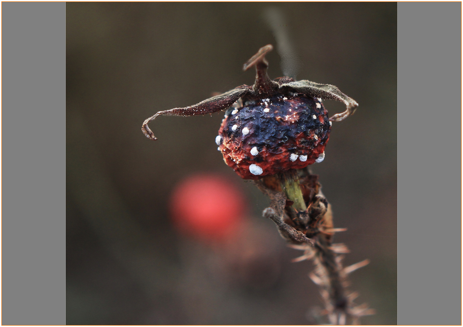  der Schmuck des Alterns