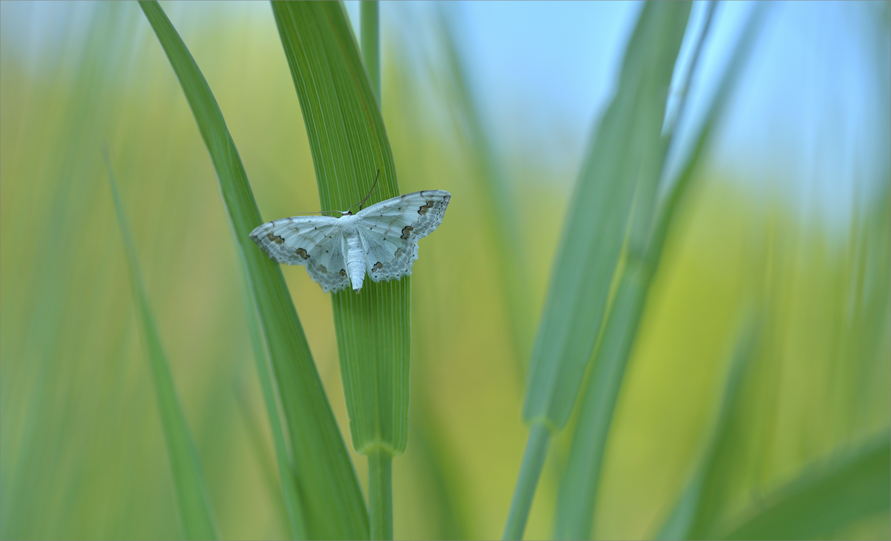 Der Schmuck-Kleinspanner