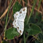 Der Schmuck-Kleinspanner (Scopula ornata) - ein kleines Bijou!