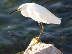 Der Schmuckreiher (Egretta thula) ist der Kleinste in der Familie der Reiher.