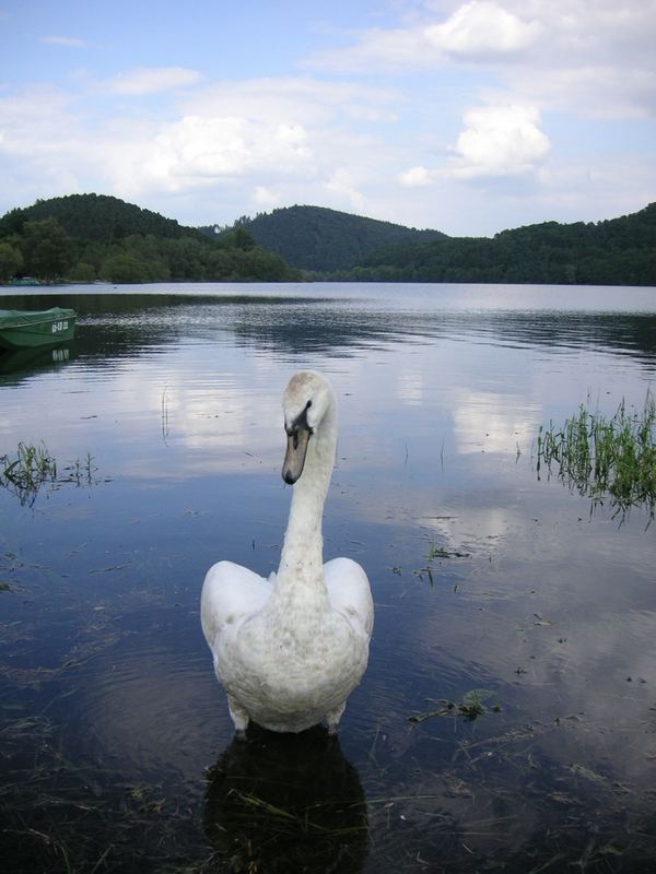 Der Schmuddelschwan vom Edersee