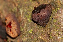 Der Schmutzbecherling (Bulgaria inquinans), links ein mittleres, rechts das Endstadium