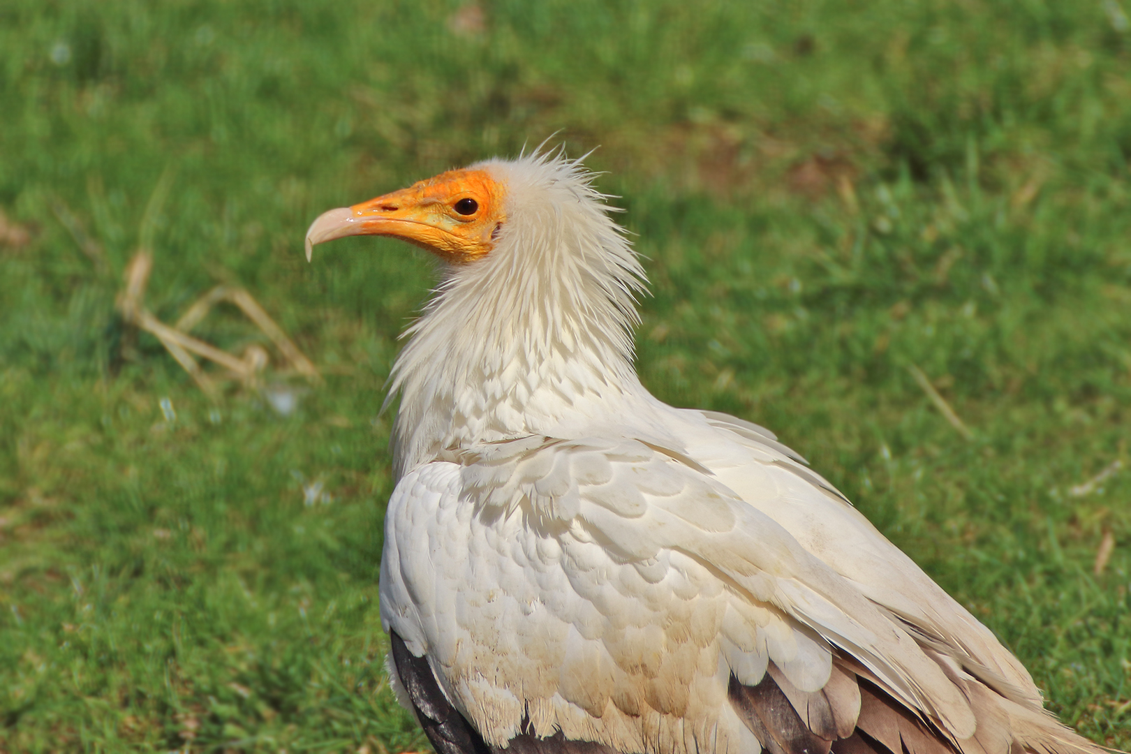 Der Schmutzgeier unterwegs im Gras