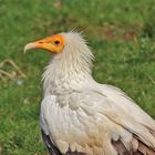 Der Schmutzgeier unterwegs im Gras