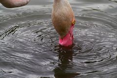 Der Schnabel der Flamingos ist ein perfektes Werkzeug, um Kleinstlebewesen aus dem Wasser zu filtern
