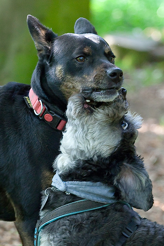 der Schnauzengriff