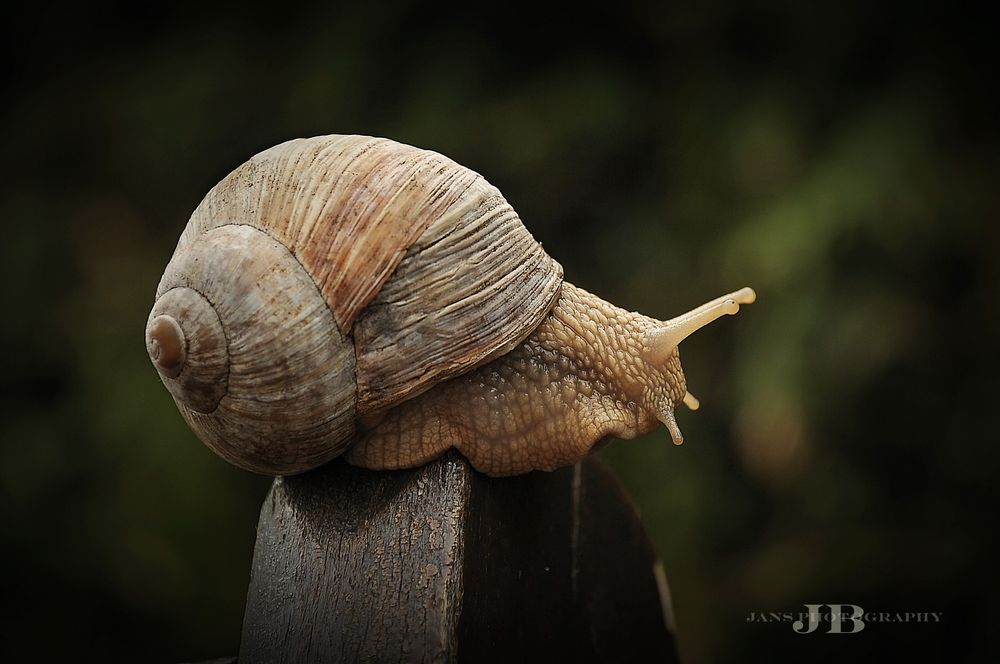 Der Schneckenpost