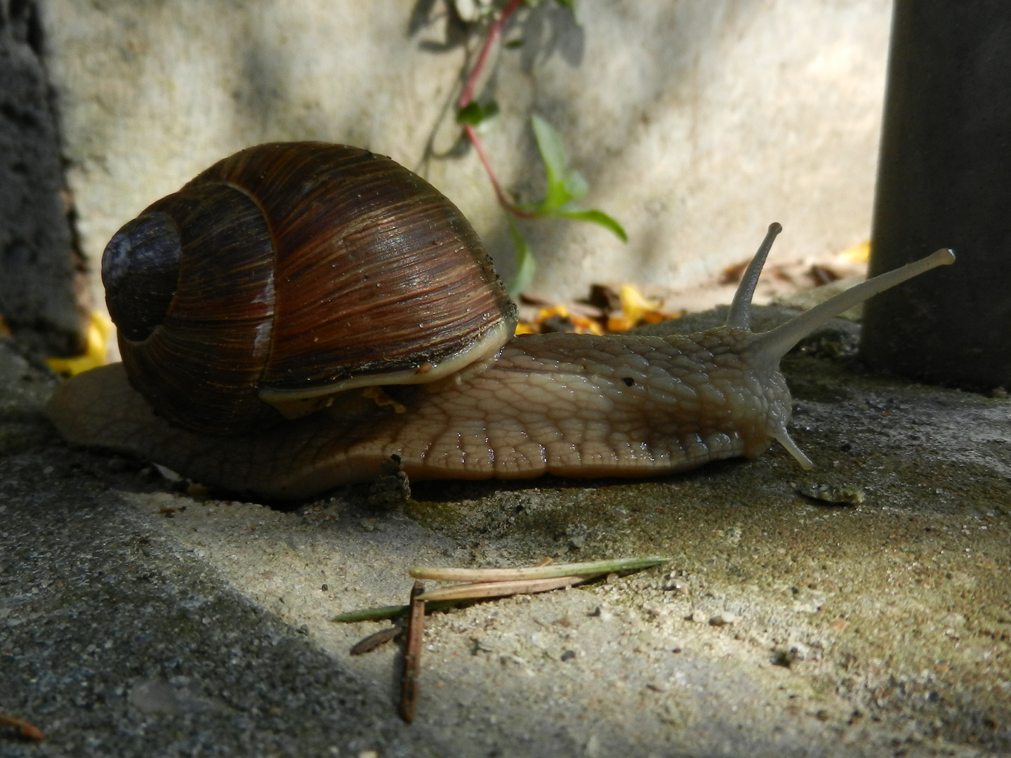 Der Schneckling