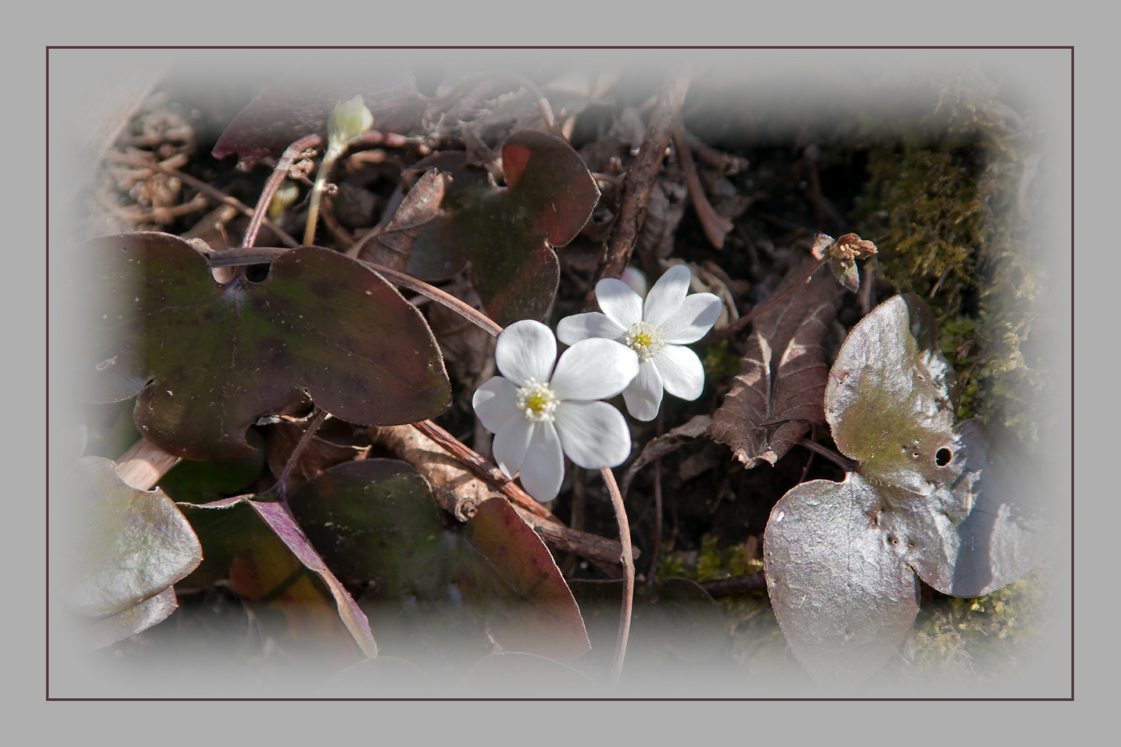 der Schnee....