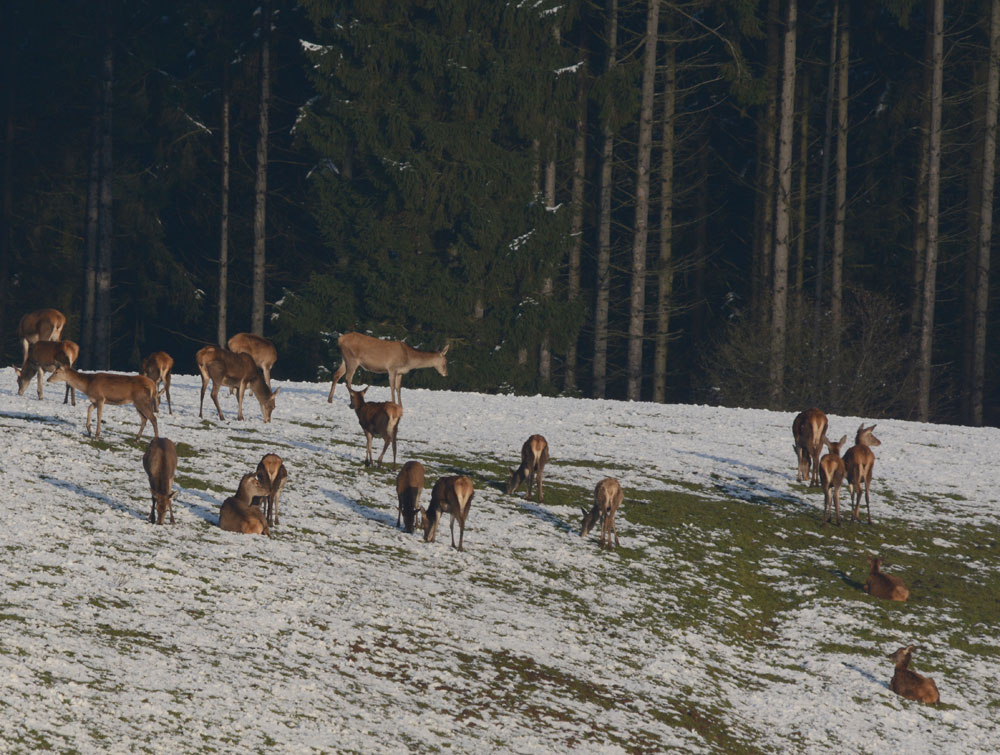 Der Schnee behindert das Kahlwild bei der Futtersuchewird.