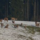 Der Schnee behindert das Kahlwild bei der Futtersuchewird.