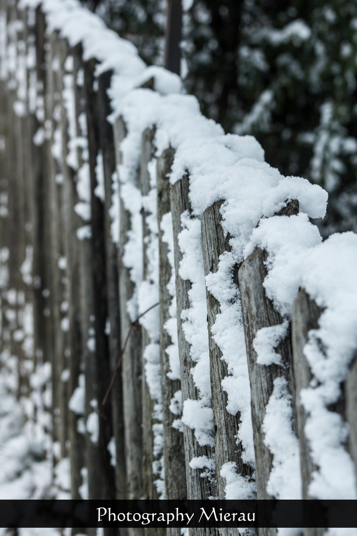 Der Schnee