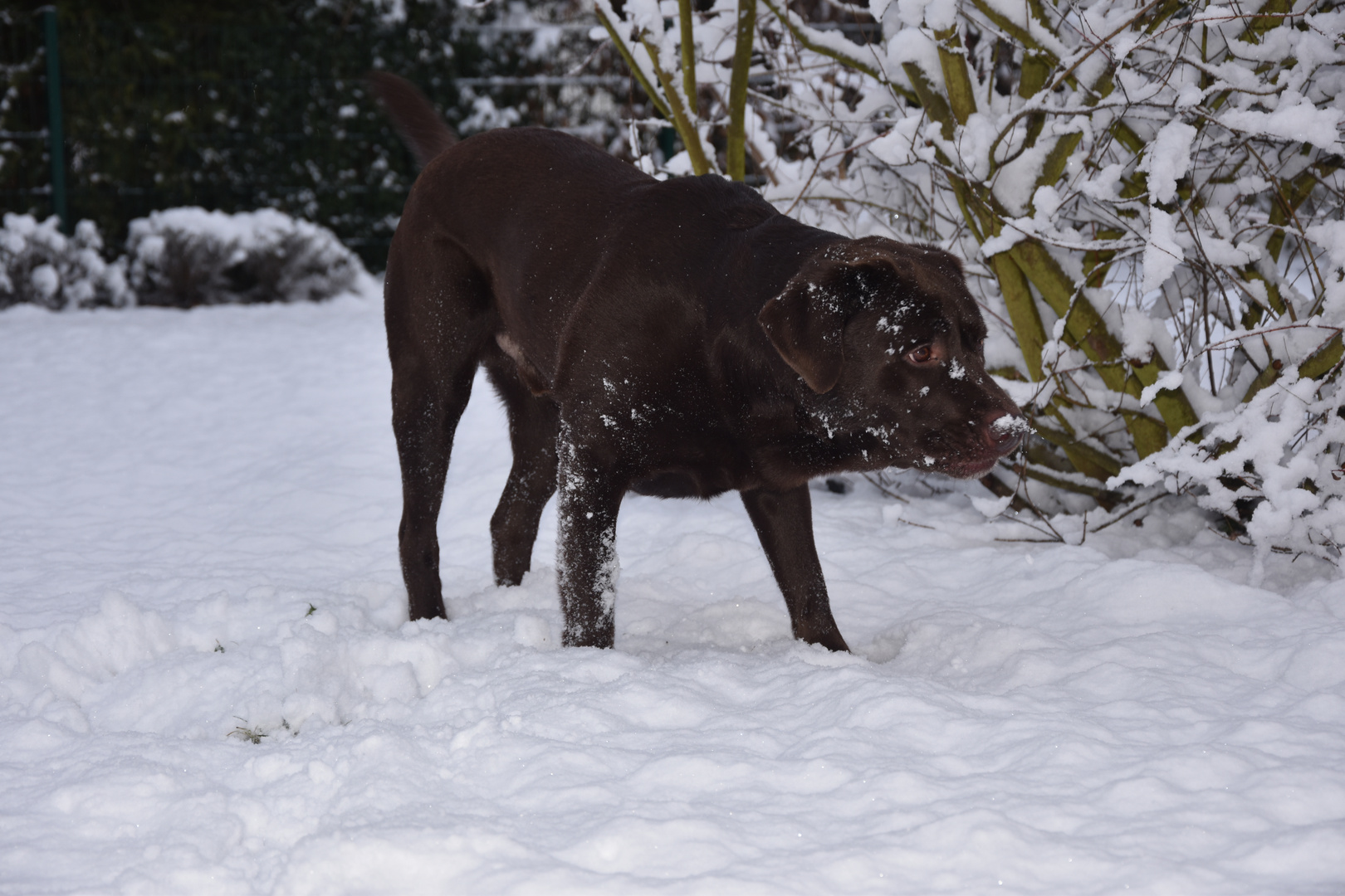 Der Schnee der Schnee