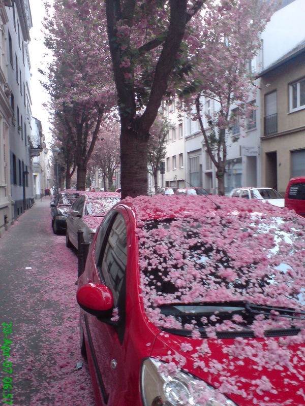 Der "Schnee" des Frühlings ... rosa, weich und zart ...