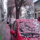 Der "Schnee" des Frühlings ... rosa, weich und zart ...