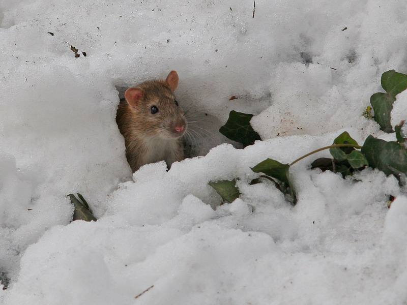 Der Schnee - ein Zuhause