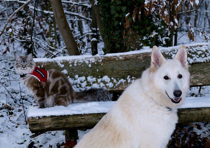 Der Schnee - einer liebt ihn, ein anderer hasst ihn!