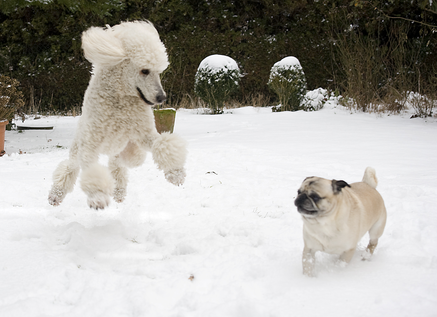 Der Schnee-Flug