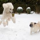 Der Schnee-Flug