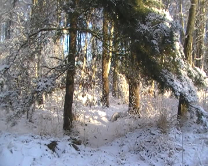 der Schnee formt der Wald