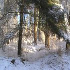 der Schnee formt der Wald