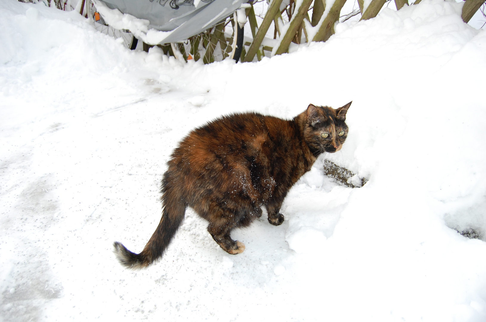 Der Schnee gefällt mir nicht!