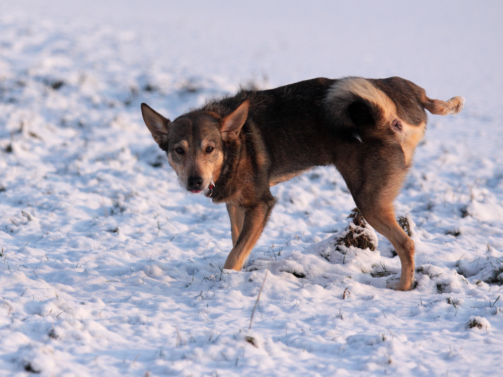 der schnee gehört mir!!!!äääätsch...