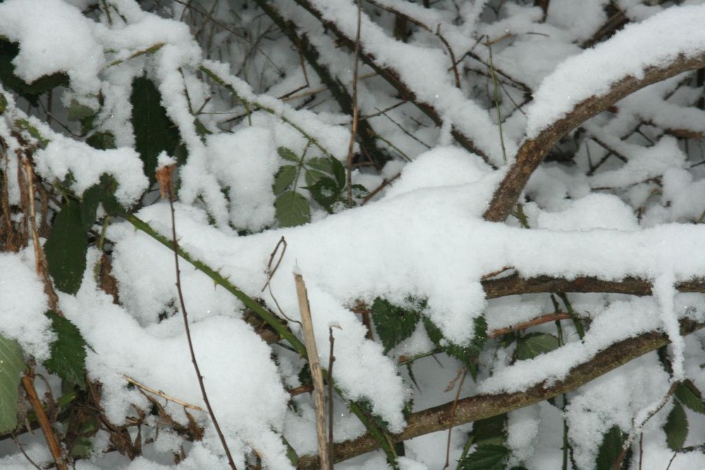 Der Schnee gibt sich alle Mühe, um die grüne Landschaft zu verdecken