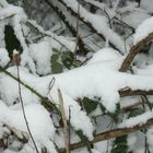 Der Schnee gibt sich alle Mühe, um die grüne Landschaft zu verdecken