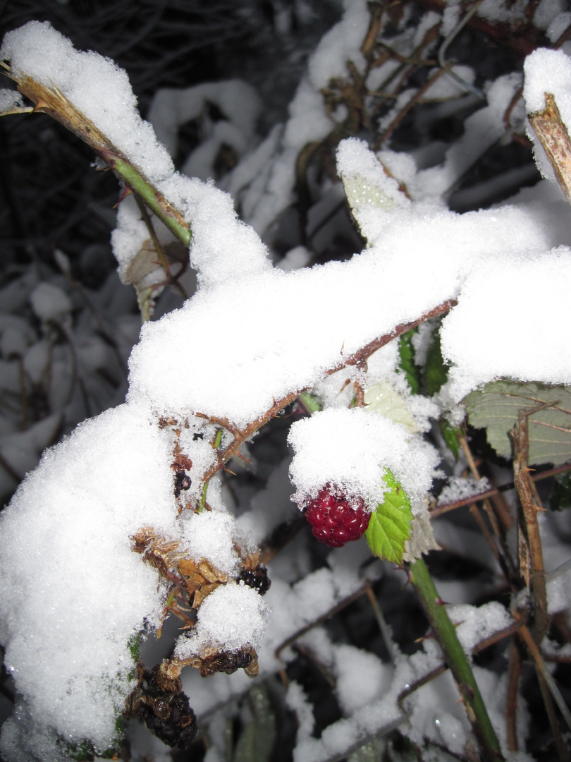 der schnee hat alles im griff