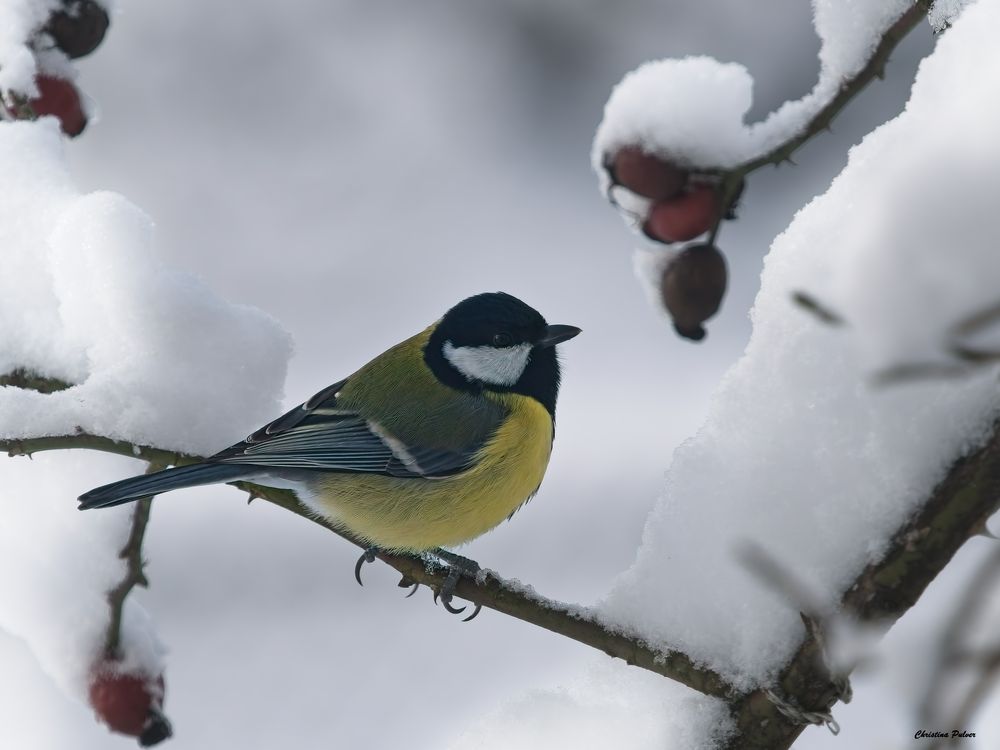 Der Schnee hat uns fest im Griff