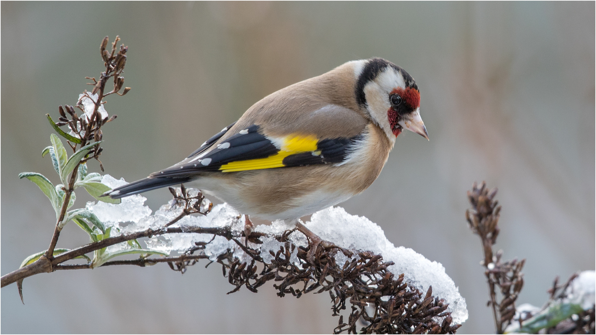 der Schnee ist mittlerweile aufgetaut  .....