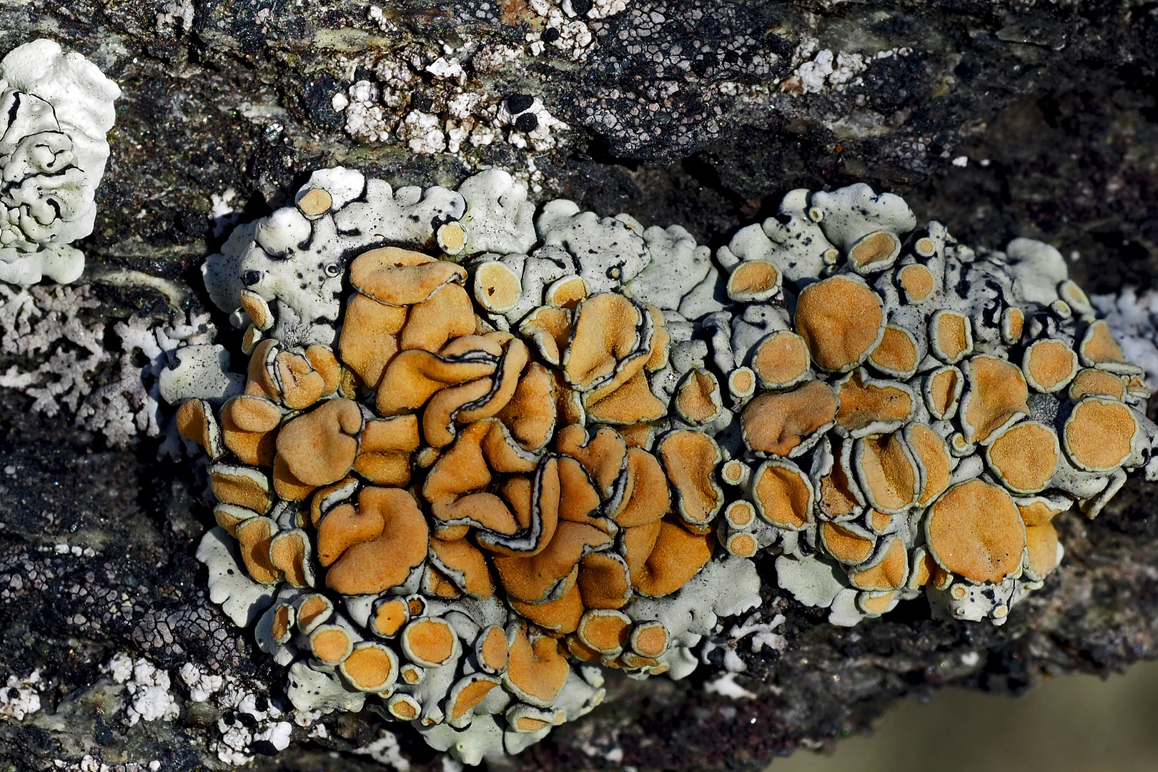 Der Schnee ist verschwunden, die Flechten * sind hervorgekommen... - Les lichens ont réapparus!