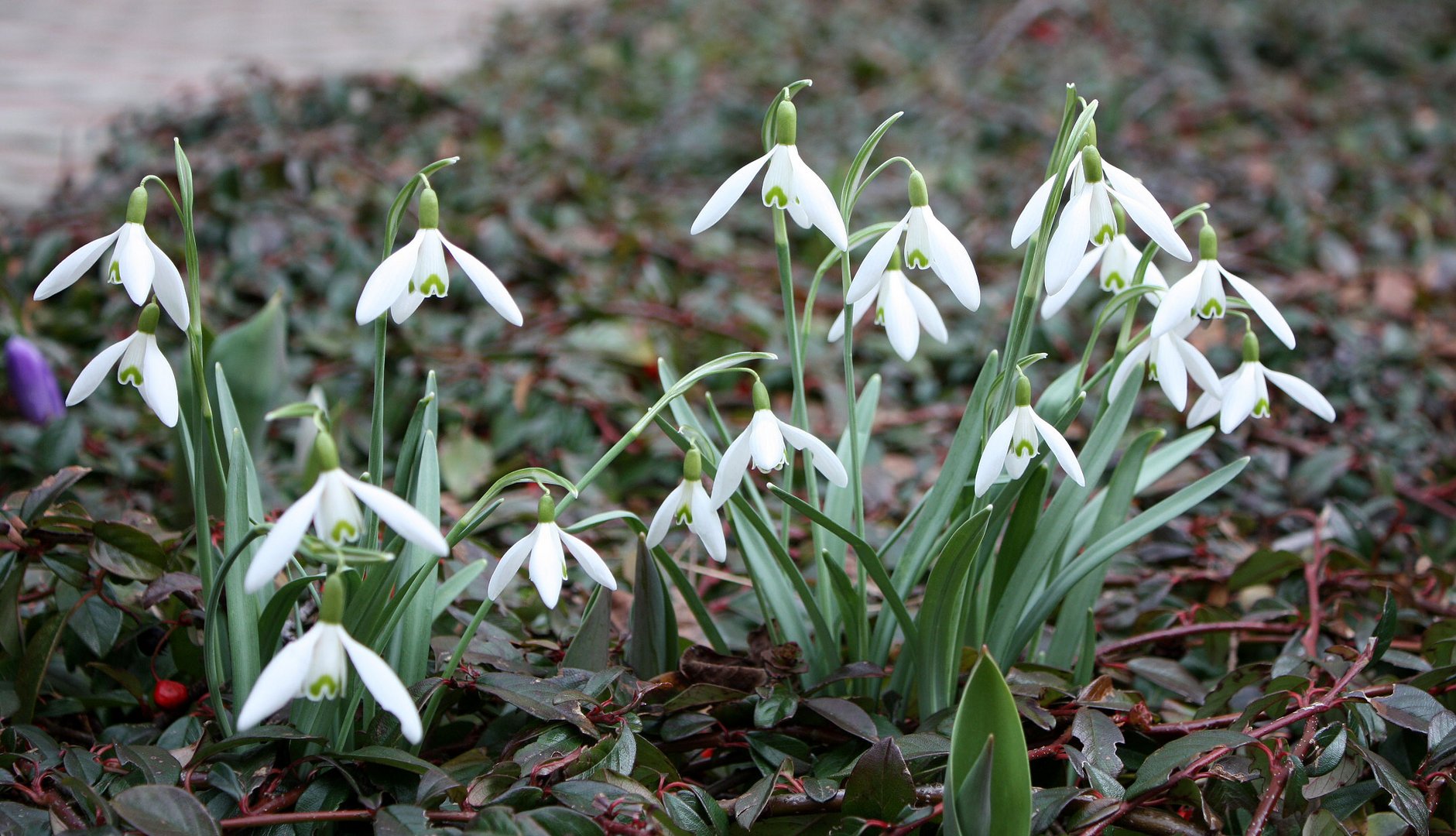 der Schnee ist weg, die Glöckchen bleiben