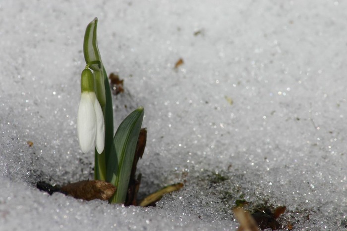 Der Schnee ist zwar schon weg...