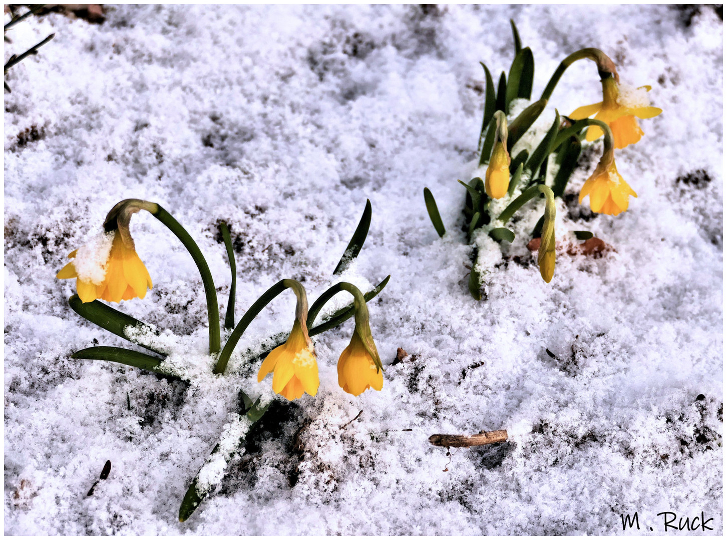 Der Schnee kam über Nacht !