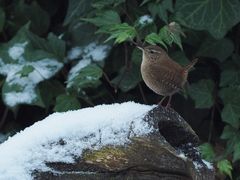 Der "Schnee-König".....