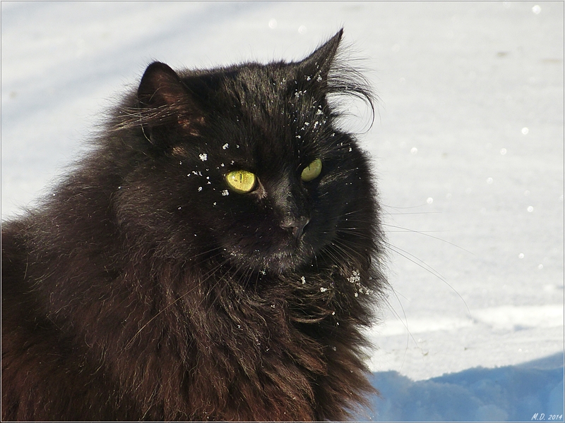 Der Schnee machte Fidel großen Spaß.....