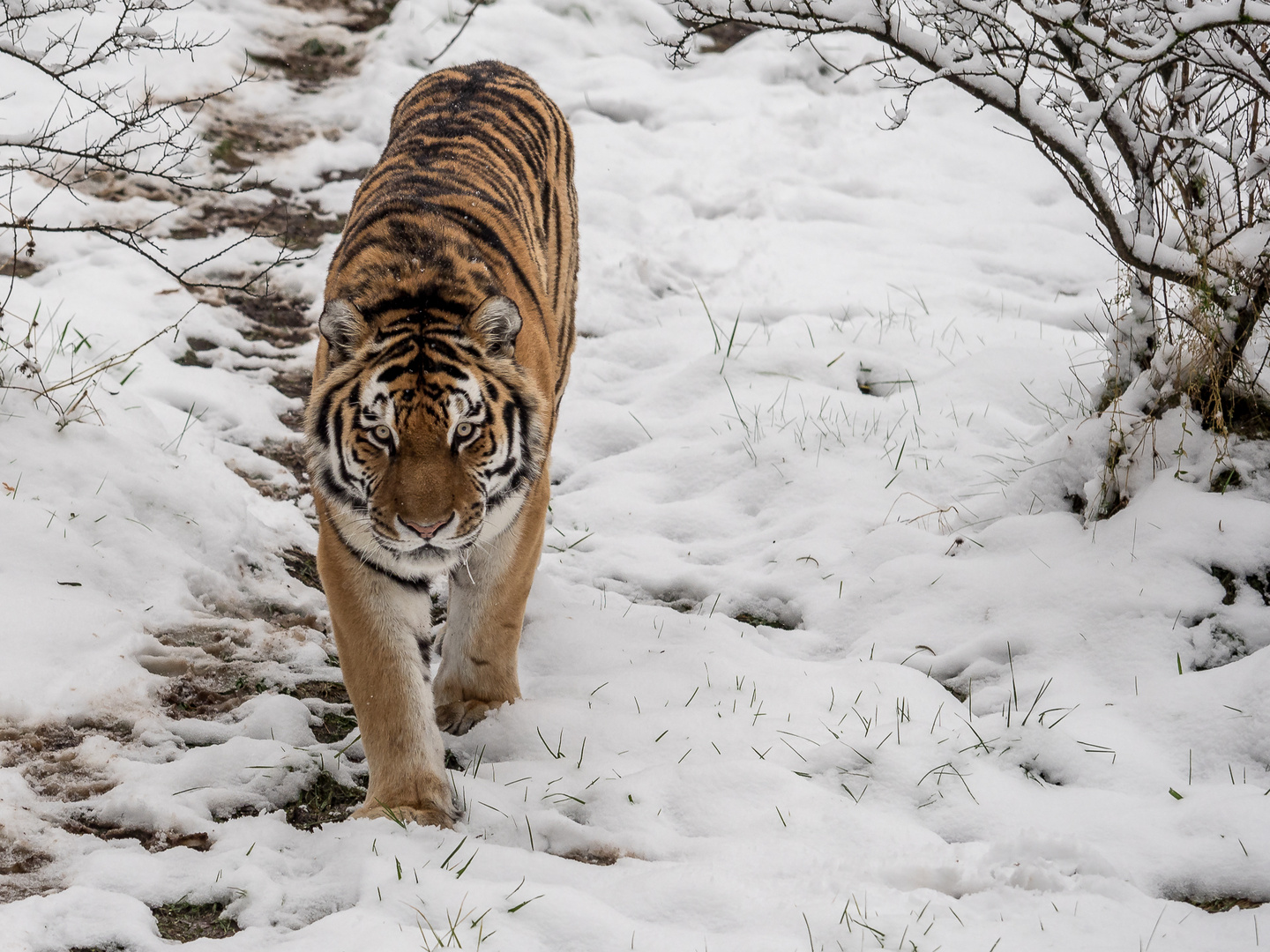 Der Schnee passt ihm ganz gut...