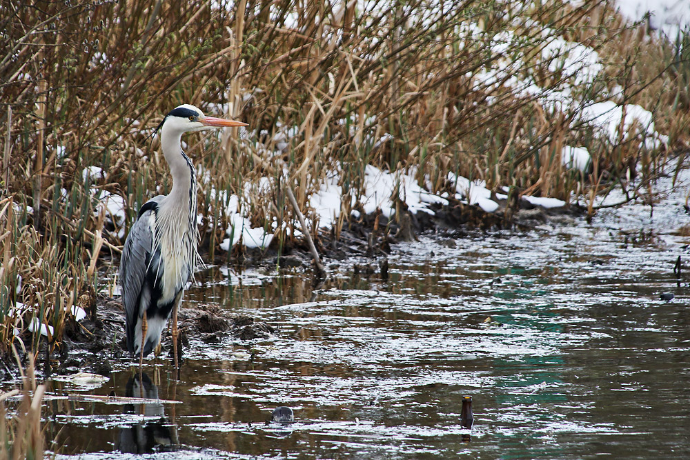 der "Schnee-Reiher"