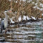 der "Schnee-Reiher"