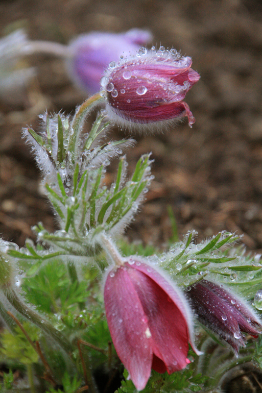 Der Schnee schmilzt