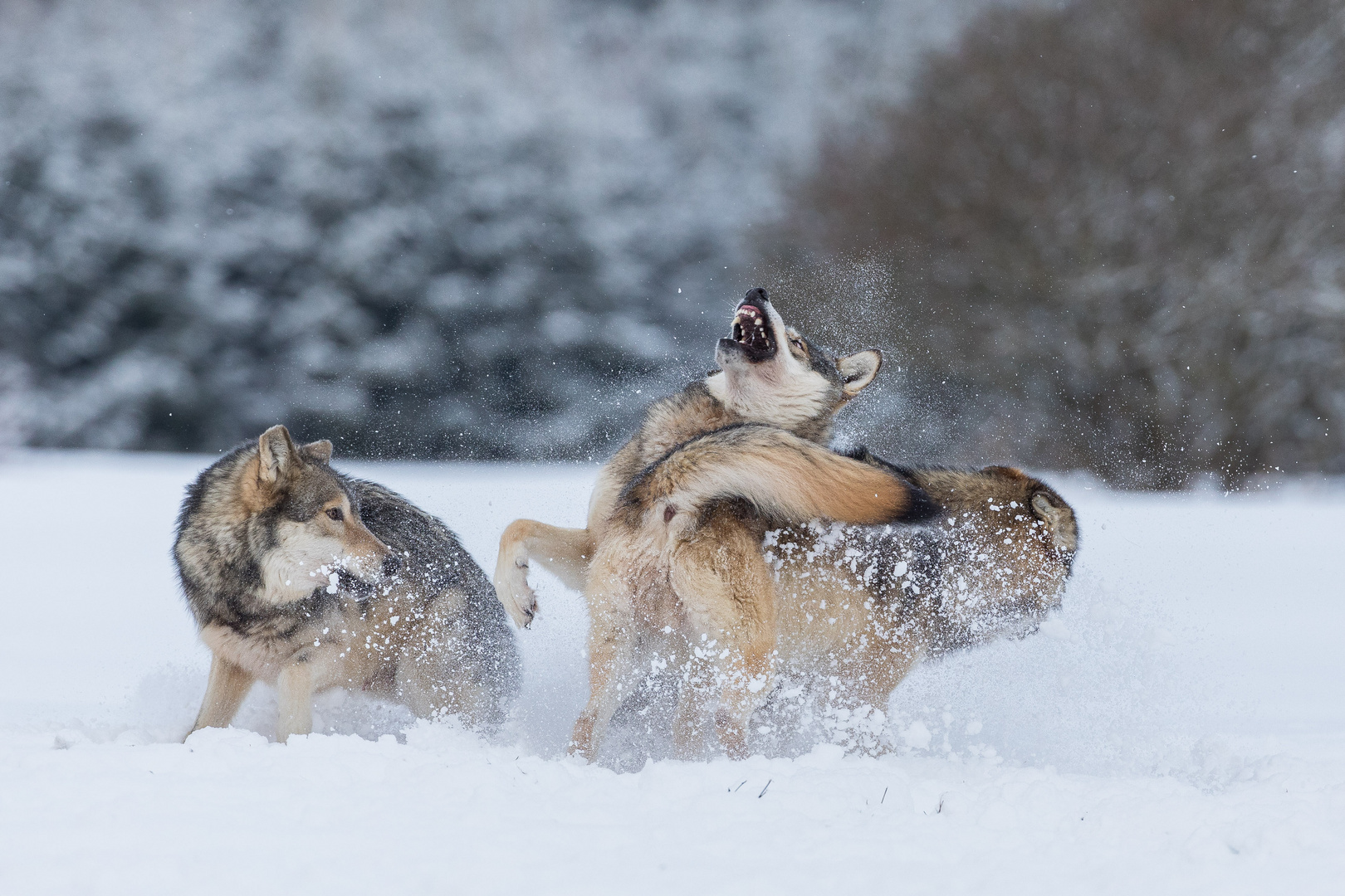 Der Schnee stiebt...