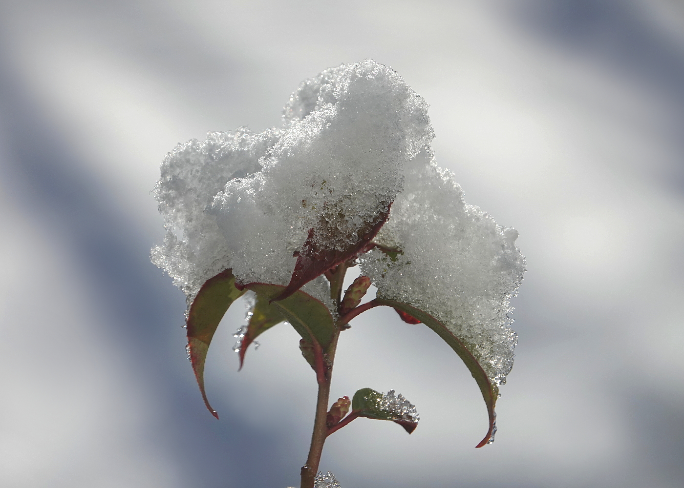 Der Schnee von gestern